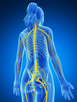 Feeling VS Function: What You Need to Know 6 neurological system